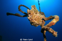 Special Knot
Frogfish sitting on a rope by Yoav Lavi 